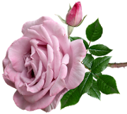 full mauve rose with a bud